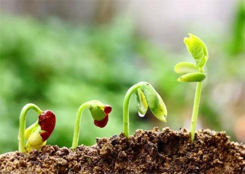 土壤肥料养分检测仪 土壤肥料养分检测仪