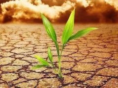 土壤重金属检测仪为什么能够在农业中应用