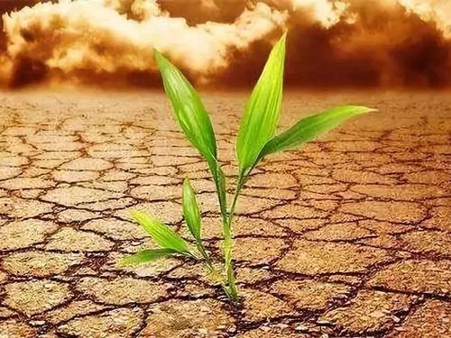 土壤重金属检测仪 土壤重金属检测仪