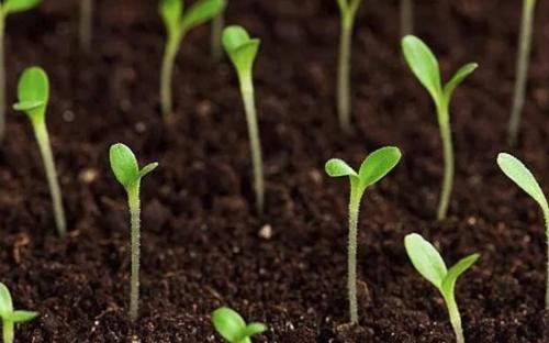 土壤养分速测仪 土壤养分速测仪