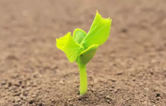 肥料养分检测仪帮助测定土壤环境